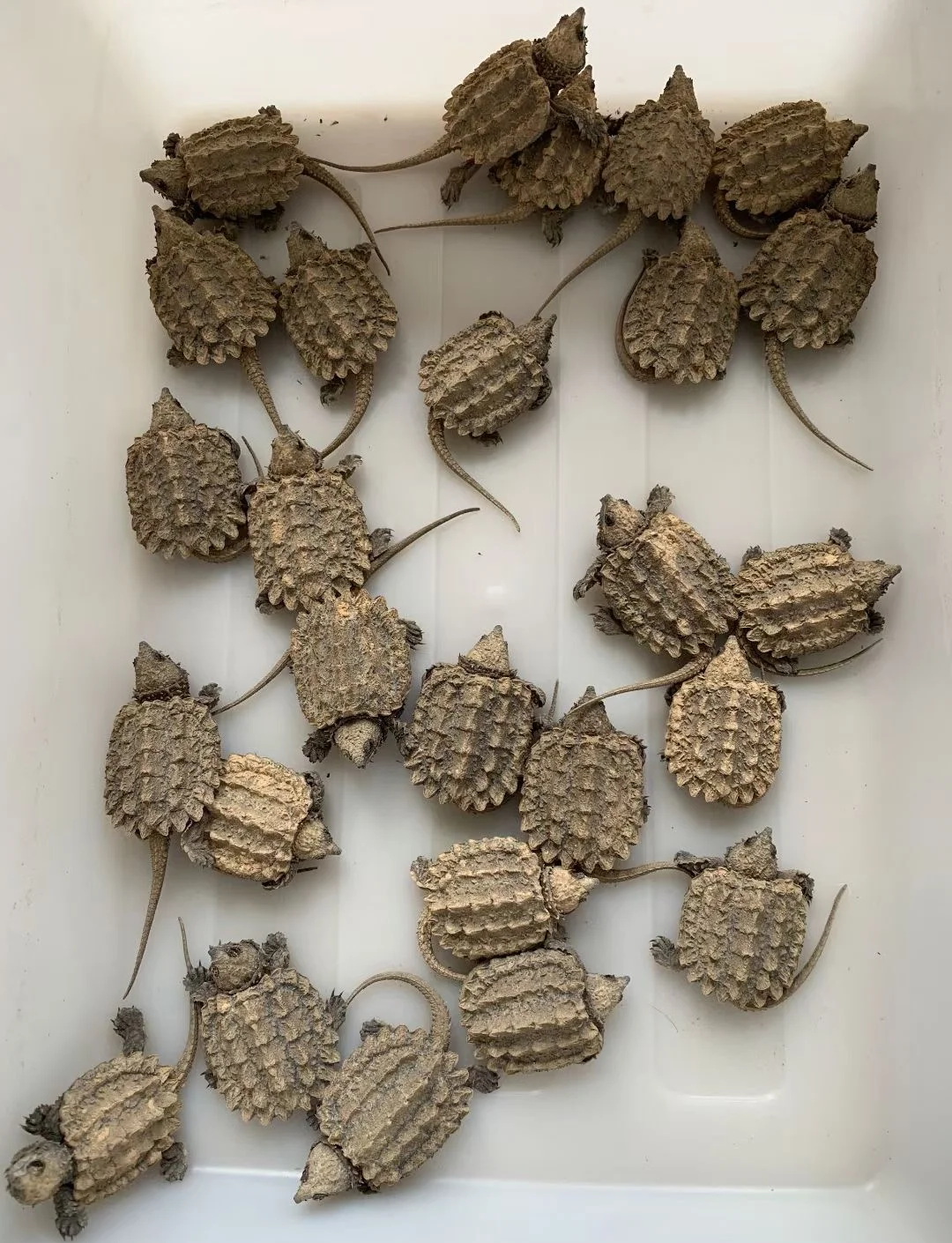 全品鳄龟，满意放心，品质保证